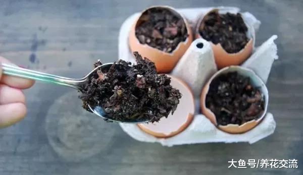 可以给植物补充钙和钾元素的鸡蛋壳, 使用方法特别简单