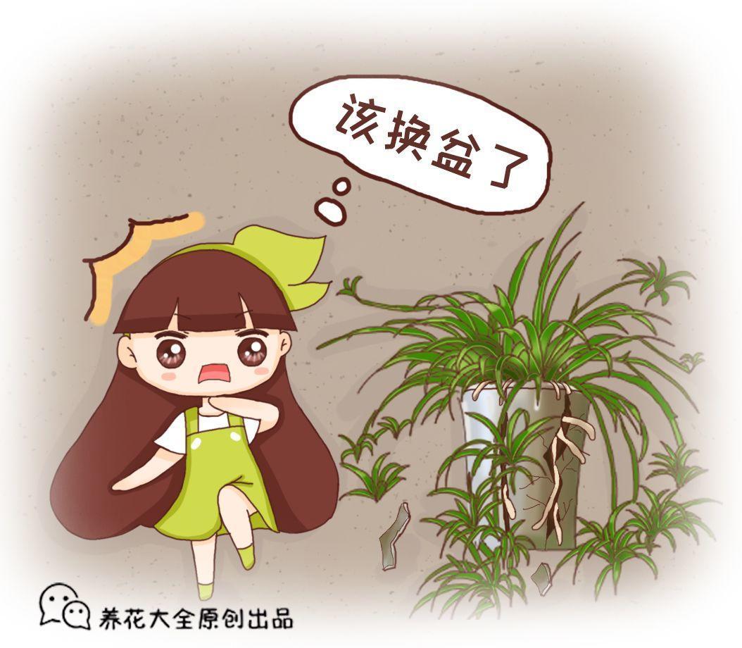 家里的这3种花, 换土就要趁现在, 不然冬天熬不住!
