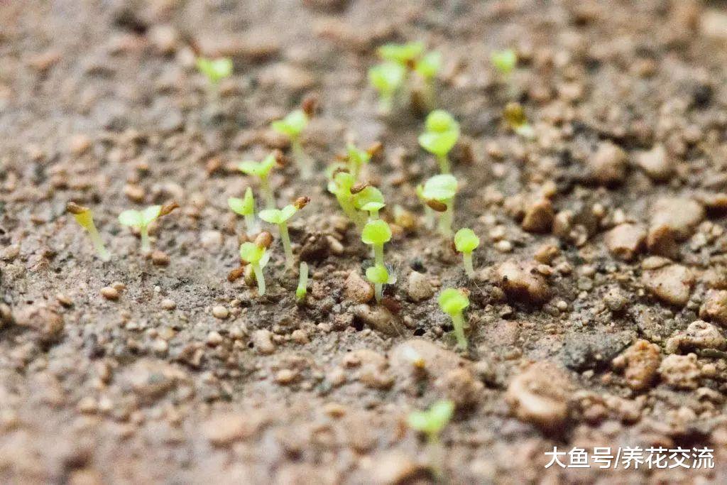 养护多肉植物的5个常见的技巧, 播种和培育都很容易上手
