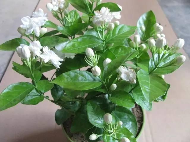 过期的药片是“宝贝”, 给花盆里丢一片呼呼长, 比施肥还灵