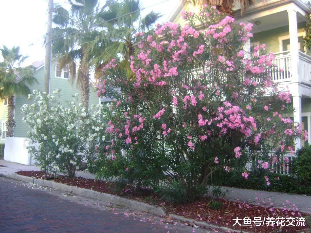 夹竹桃的毒性那么强, 为什么还有那么多人养这种花卉