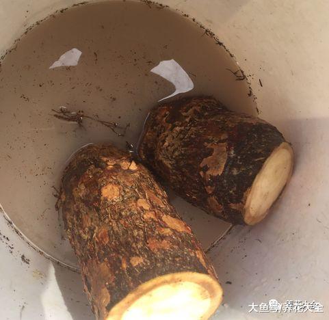 别人扔的花, 老爸捡来养, 最后全爆盆了!