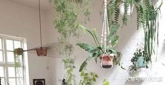 这15个花友的室内植物摆设你更喜欢哪个, 室内绿洲就是这感觉