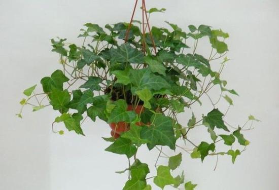 姥姥家卫生间没窗户不通风, 又潮又闷, 养了这5种花清爽干燥