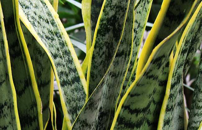 叶子干尖多半是缺营养, 盆底铺一层它, 虎皮兰长成大高个!