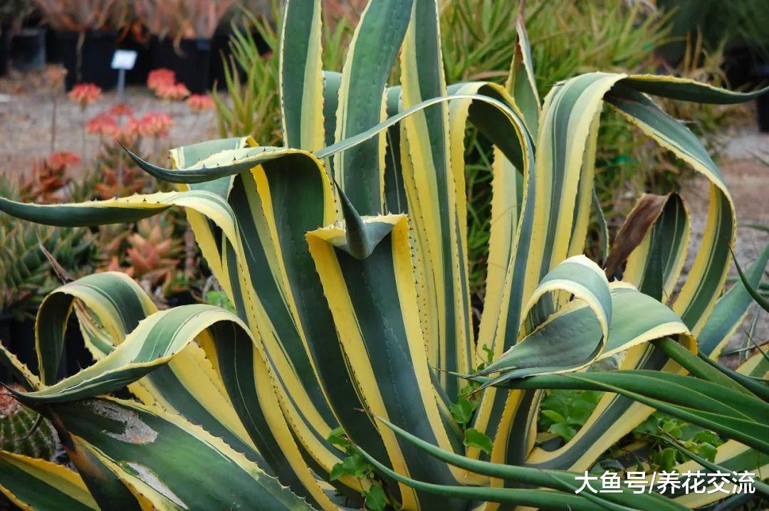 耐热耐旱的开花植物, 选这几种就不会错