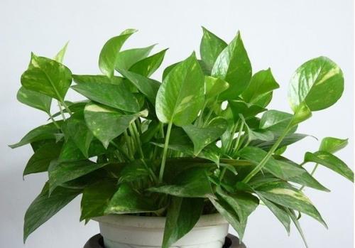 捡3种“渣渣”垫盆底, 花卉越长越“有劲”, 1毛钱不花, 养啥都旺
