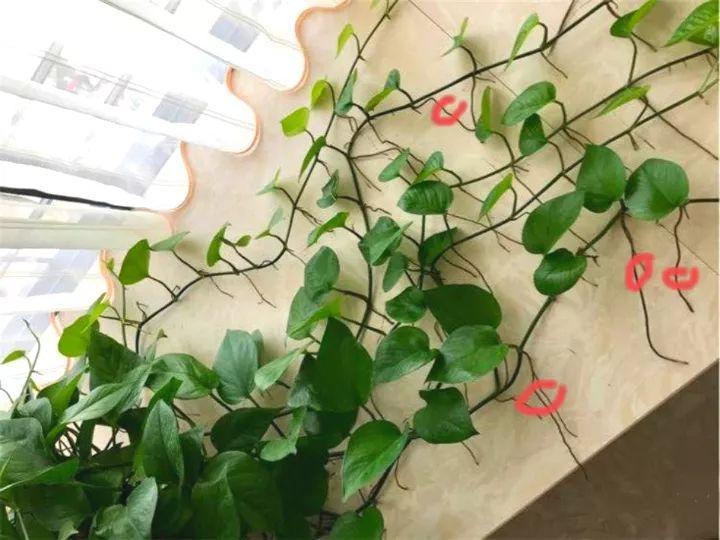 绿萝往外长胡子? 随手一捣鼓, 1盆变10盆!