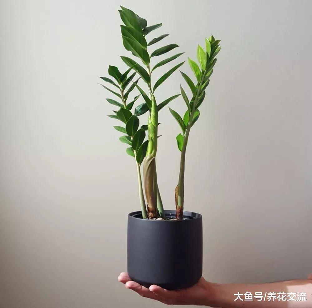 很少人能将这8种绿植养死, 一个月不用管也能活