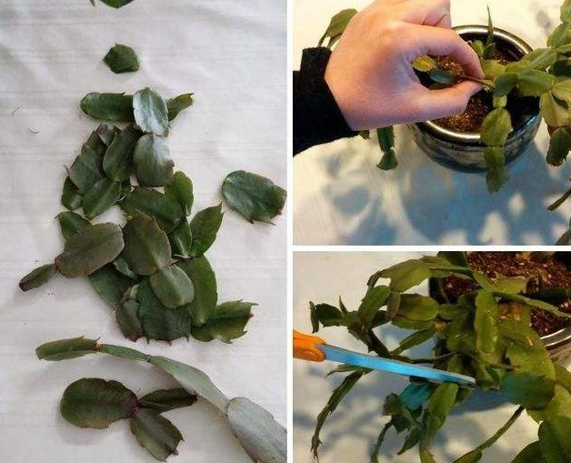 蟹爪兰有个“小开关”, 打开后花芽冒不停, 开花将近200朵!
