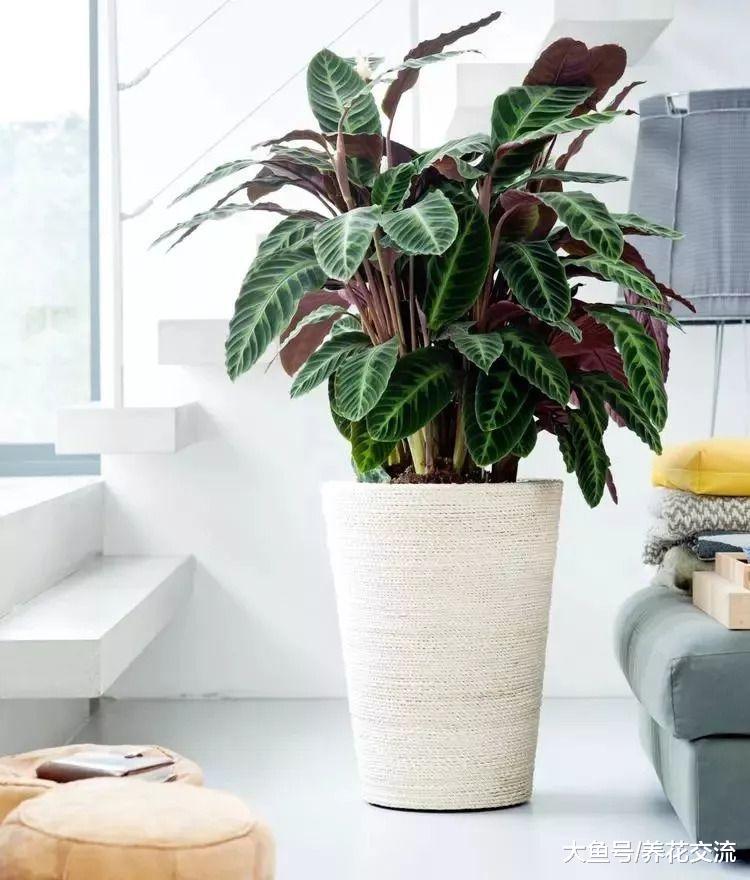 11种能够轻松照顾的低光照室内植物, 园艺新手就该养这些盆栽