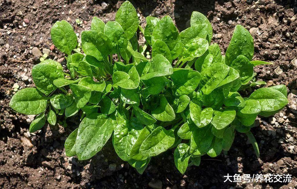 如何种出甜美的菠菜盆栽, 即便是夏季也不会变苦涩