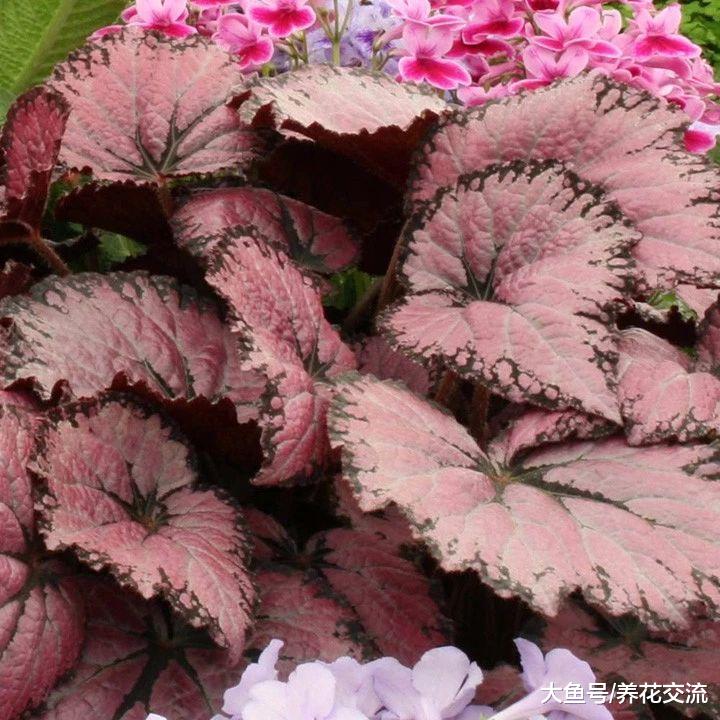 没想到秋海棠的观叶品种这么好看, 耐阴效果还这么棒