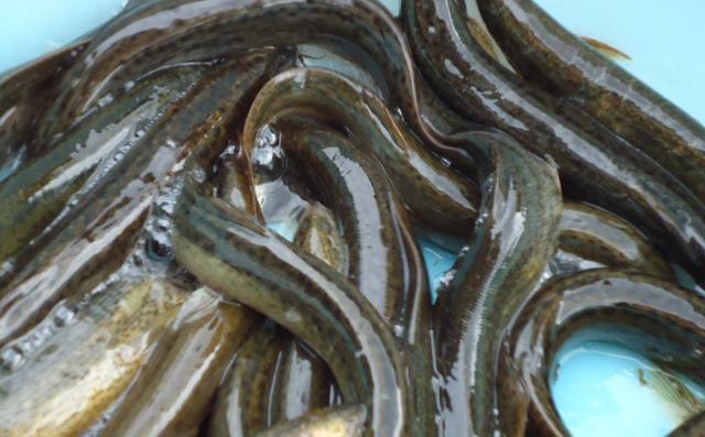 穷的被丈母娘骂出家门, 后来他靠河里最不起眼的鱼五年产值一个亿