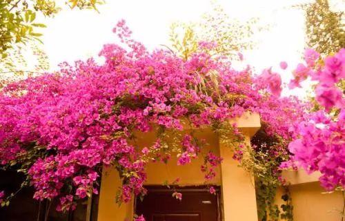 三角梅落叶, 掉花离不开这些原因! 这样处理才能开花长久叶片长绿!