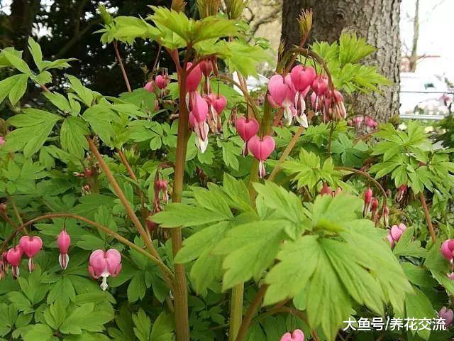 一些特别适合养在背阴庭院里的耐阴植物, 给一点散射光就能开花