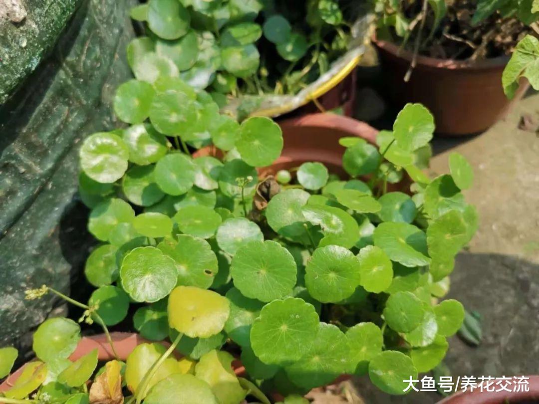 铜钱草种花坛上蔓延一大片, 掐一段泡水里就能生长