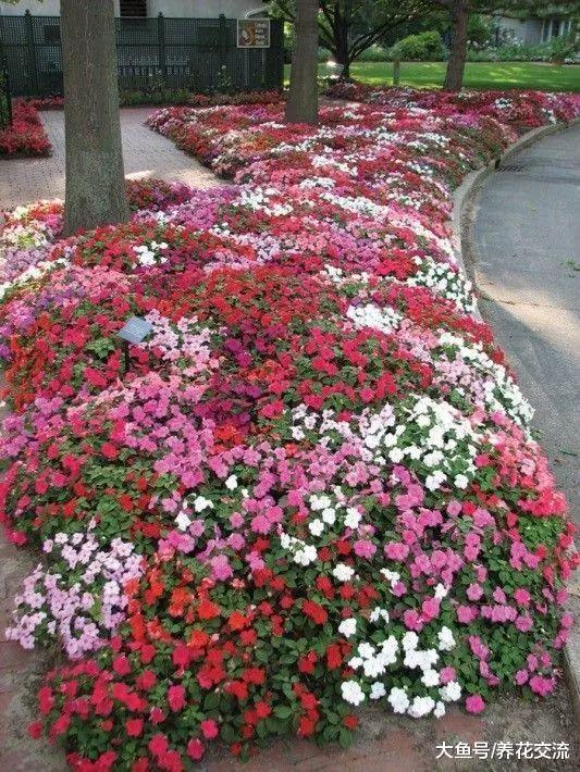 凤仙花养在半阴处就能经常开花, 轻松开成一片红色花海