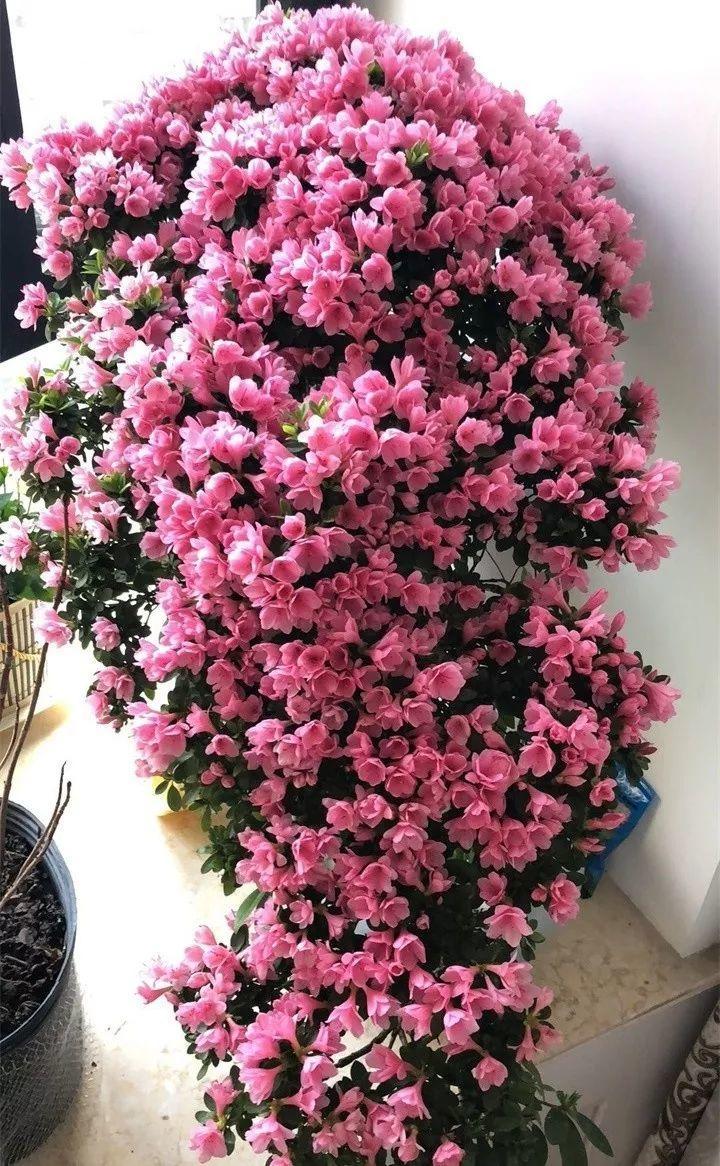 他家的杜鹃, 盆里掺了点它, 花开的比叶还多!