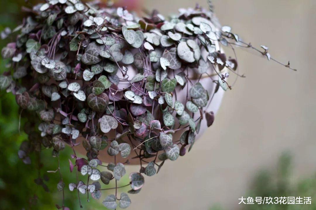 随风飘摆的一串心——爱之蔓