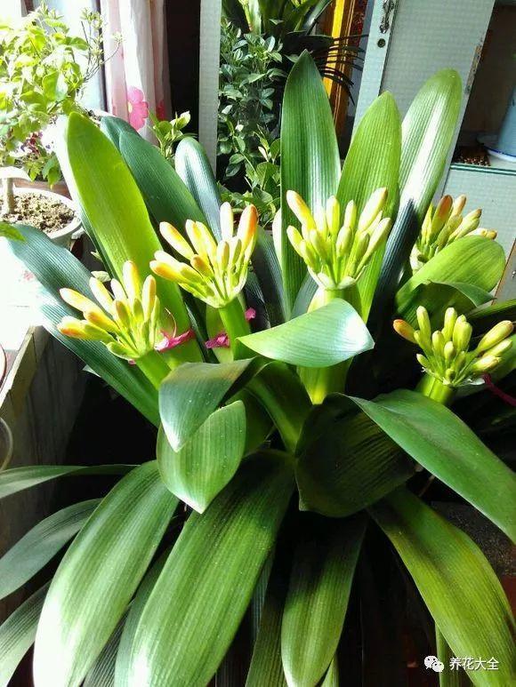 别人家的君子兰, 一养就是20年, 满盆都是大花球!