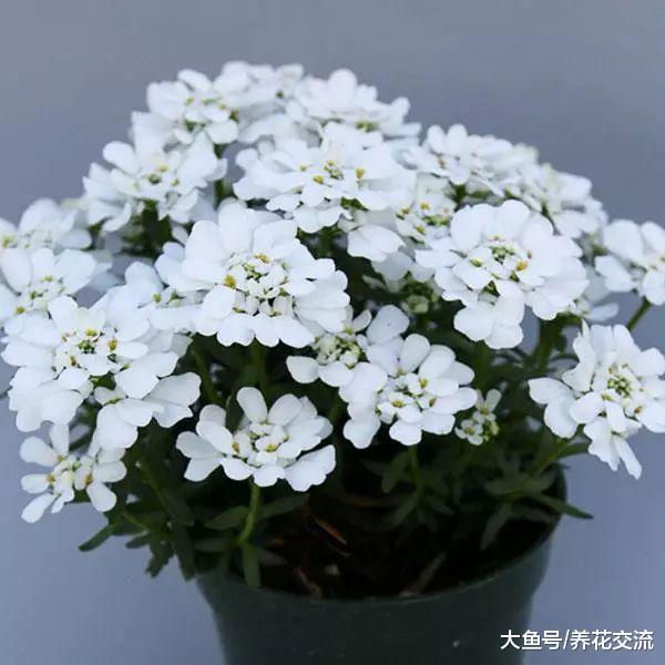 8种可以在院子里常年开花的植物, 养多几种家里都变成花园