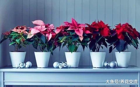 快要挂掉的一品红, 用这些技巧养一下就能重新上色