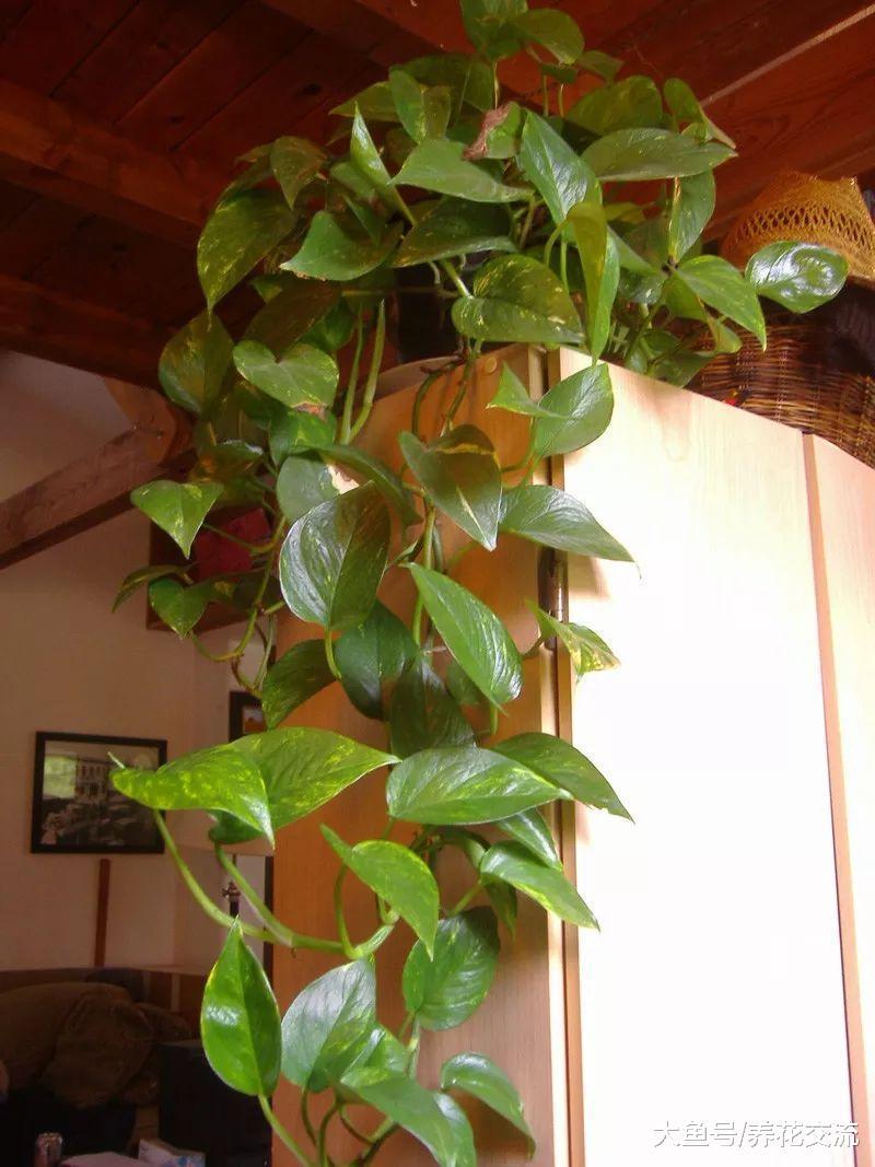 能够在室内轻松养活的7种爬藤植物, 养成窗台上的吊盆花最适宜