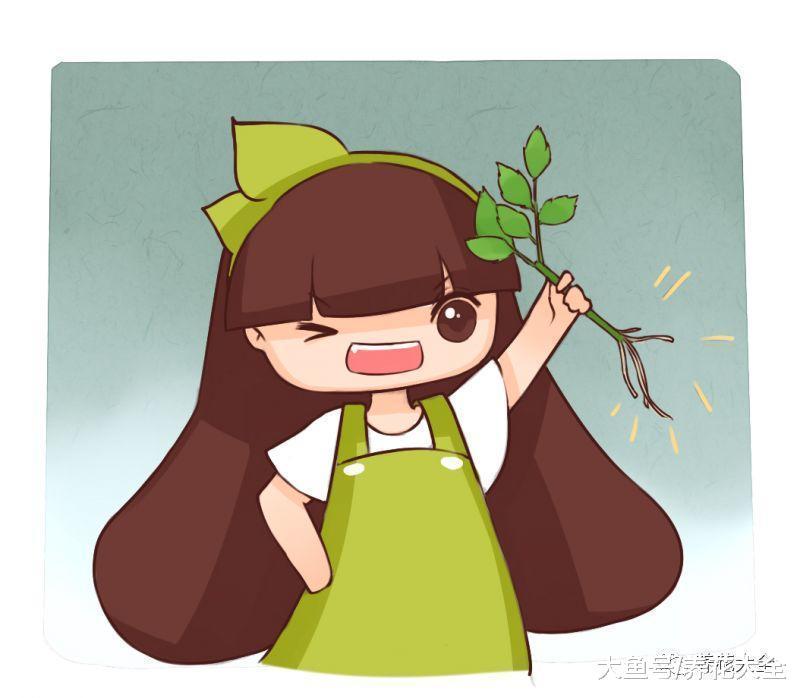月季扦插不生根? 那就加点这个, 简单又好用!