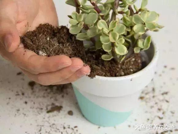 自己栽种多肉植物可以自制专用土壤, 很容易将多肉养活