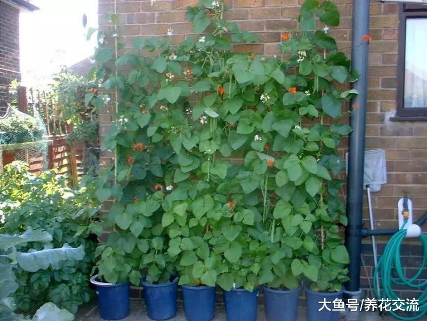5种养在院子里特别容易的花园植物, 春暖后就可以直接播种繁殖