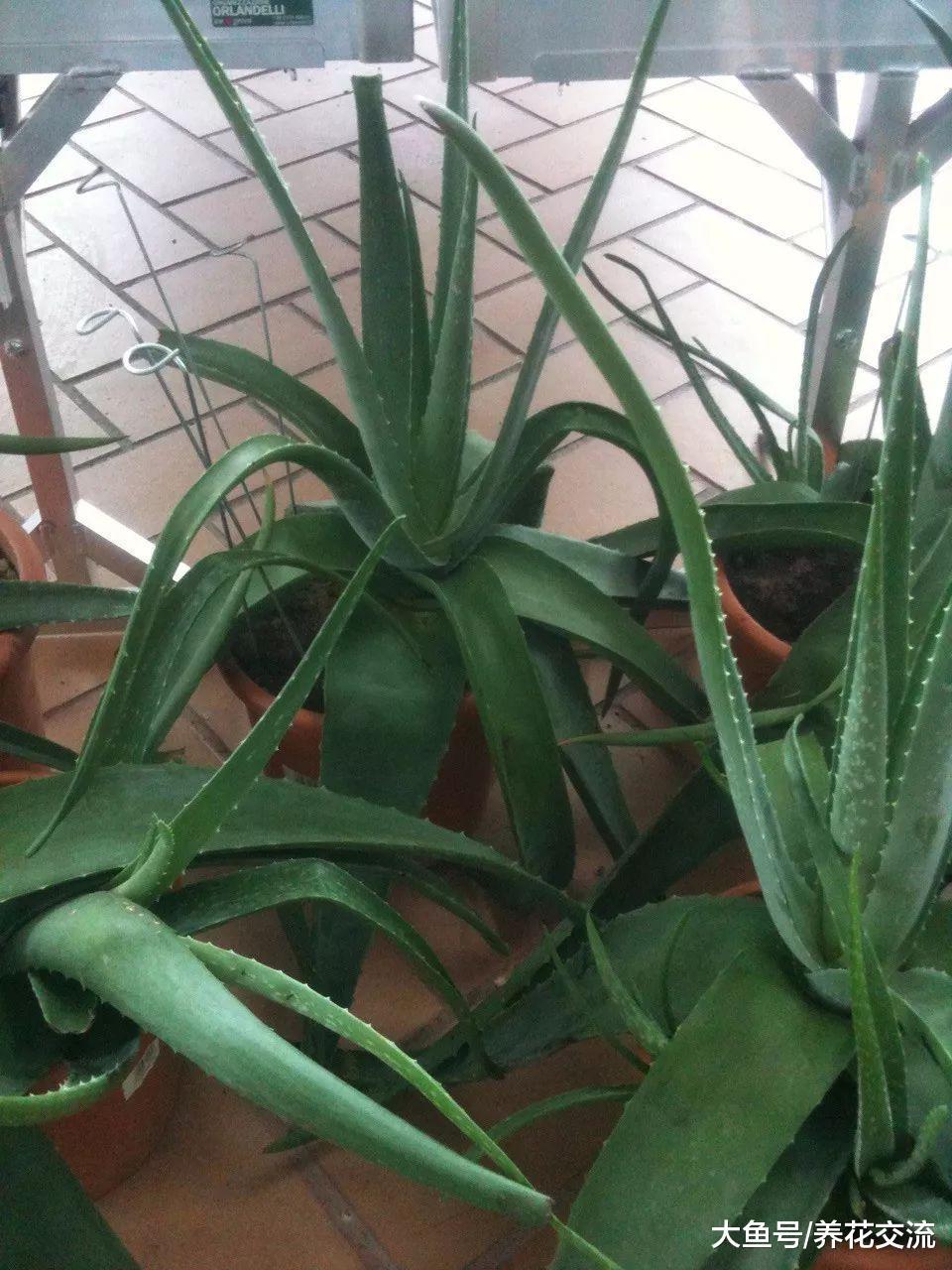 在家里养护盆栽芦荟的好处, 这些养护技巧都要注意