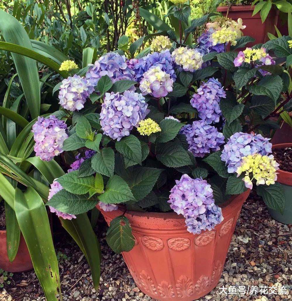 让绣球花能够年年开花的原因, 你需要做好5件事