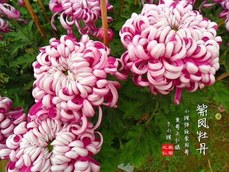 60款超美菊花, 每一种都醉人, 一点不输牡丹!