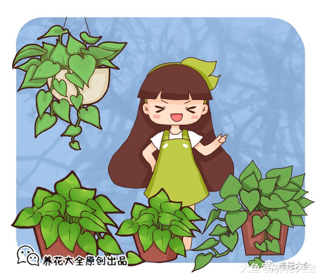 一小撮佛甲草, 跟着花友学, 2个月就能长满盆!