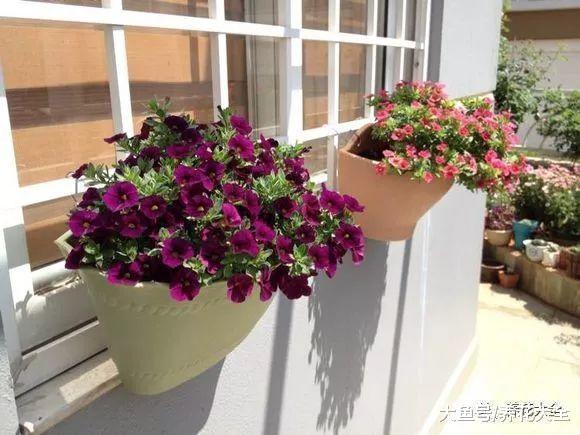 把这些花吊起来养, 不但花开满盆, 还不占地!