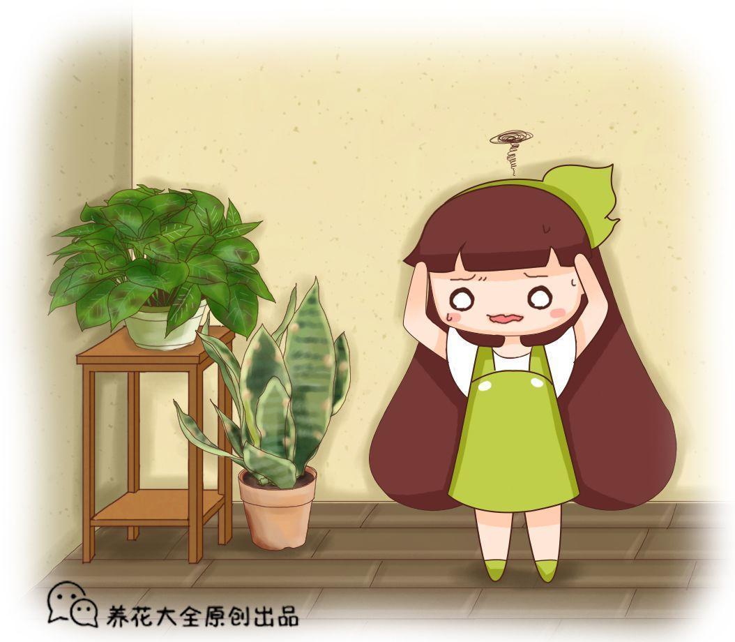 虎皮兰砍一刀, 叶子油绿直挺, 冬天也能嗖嗖长!