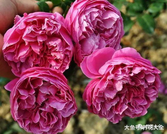 这99种月季, 随便挑一种, 就能打造一个花园!