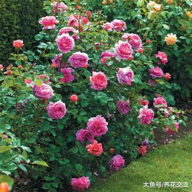 在花盆里如何养好月季花, 让月季常年开花的技巧