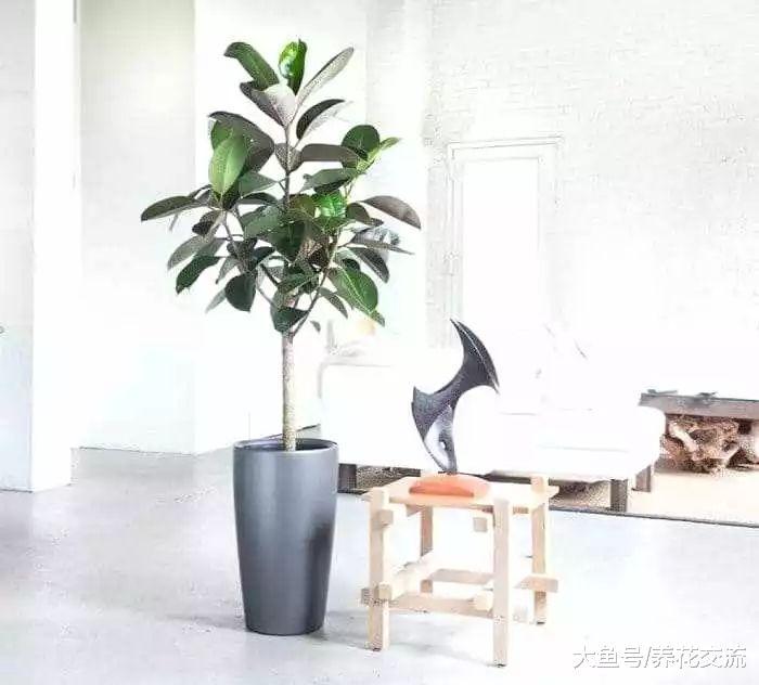养花新手如何选择适合自己的盆栽植物, 有哪些花卉很难养死?