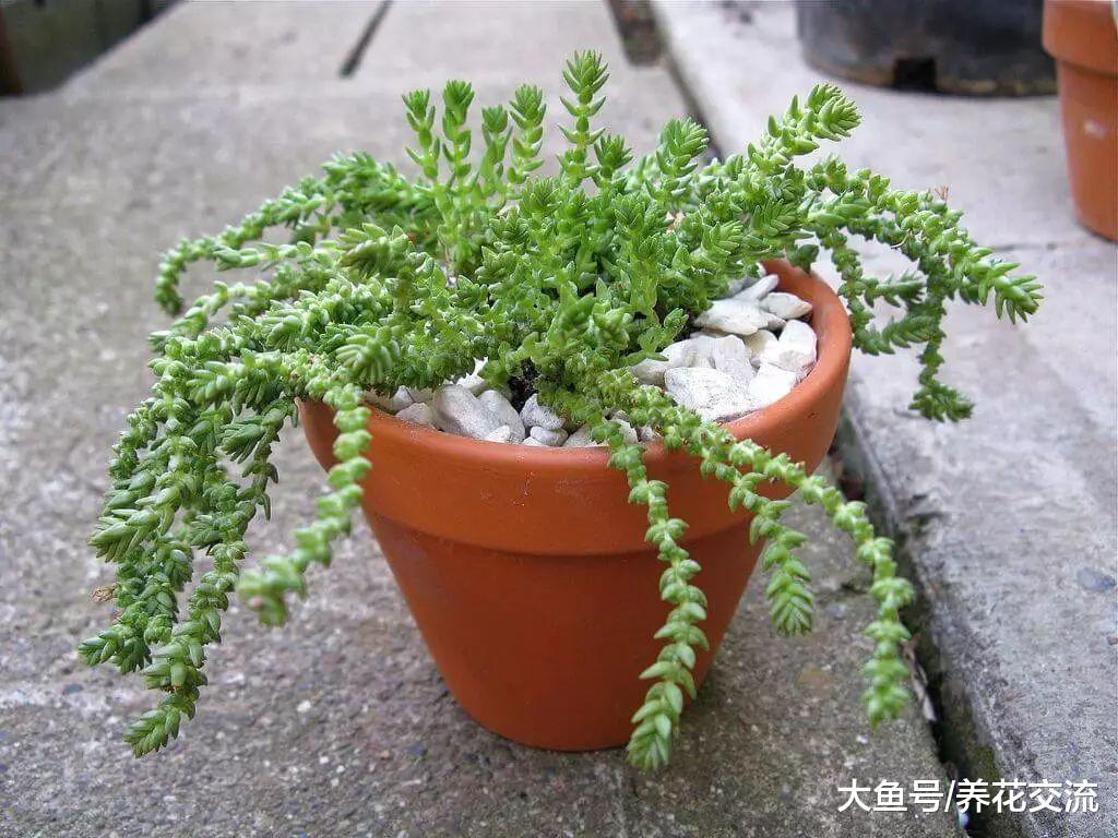 长相特别有趣的若绿, 这种多肉植物的花朵还带有发霉的味道