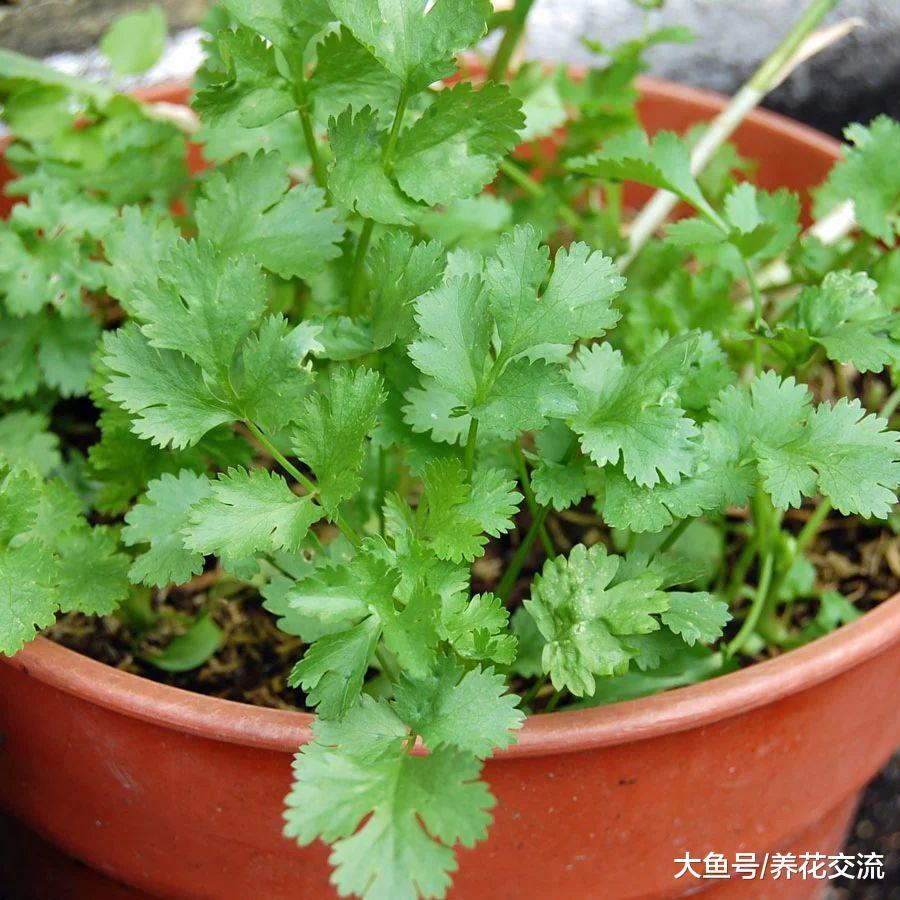 8种养在花盆里可以多年生长的草本蔬菜, 不养几盆就亏大了
