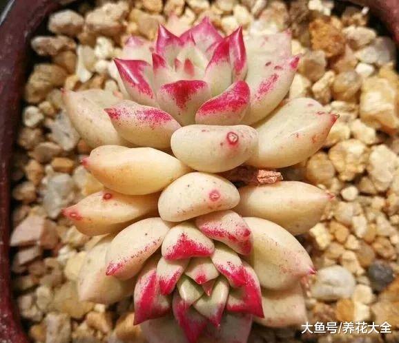 10米长的绿萝, 阳台放不下了, 看看他是怎么养的吧!