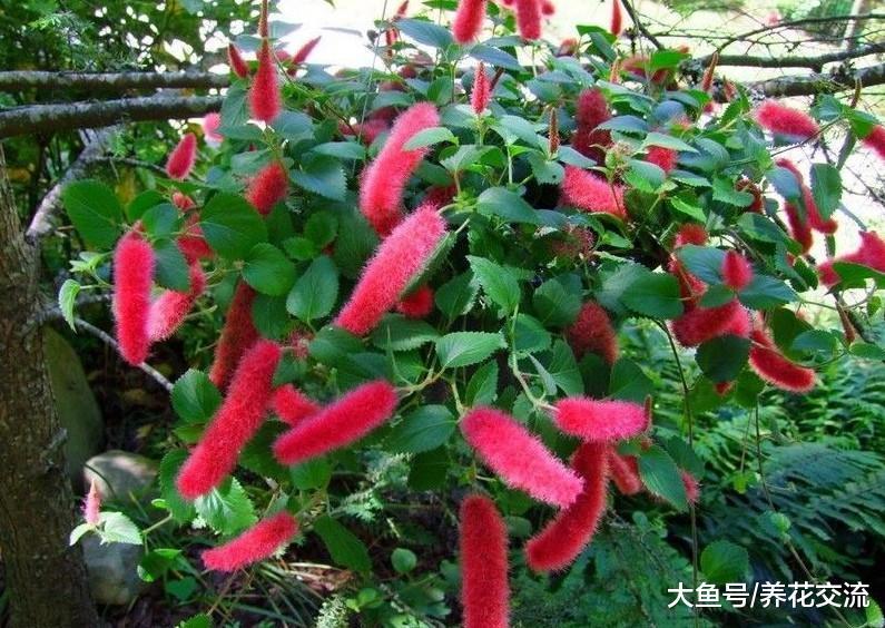 长得像毛毛虫一样的吊盆花卉, 花朵一串串的, 看起来特别喜庆