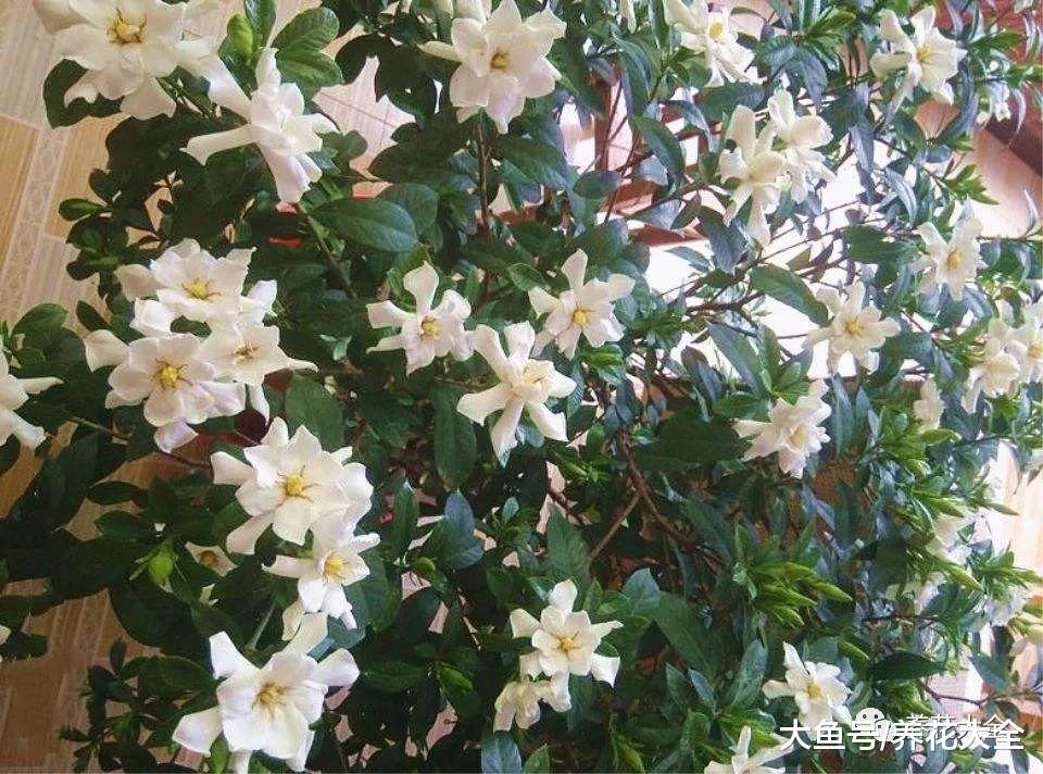 栀子月季咔嚓1刀, 花苞多到爆, 枝都压弯了!