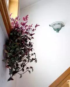 你家吊竹梅还长得跟疯子一样吗? 高手都在给吊竹梅做这些造型了!