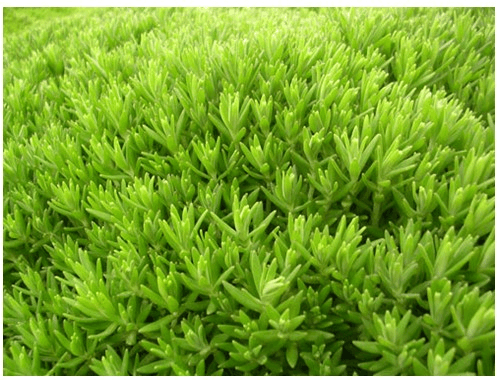 多肉植物不好养? 品种是关键, 选盆佛甲草就啥也对了!