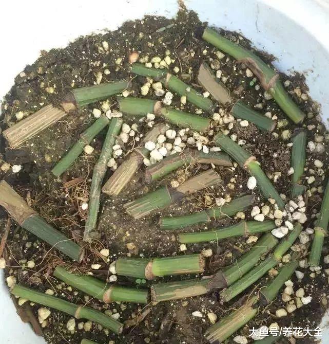 扦插黑腐总烂根, 试试这一招, 白花花的根呼呼冒!