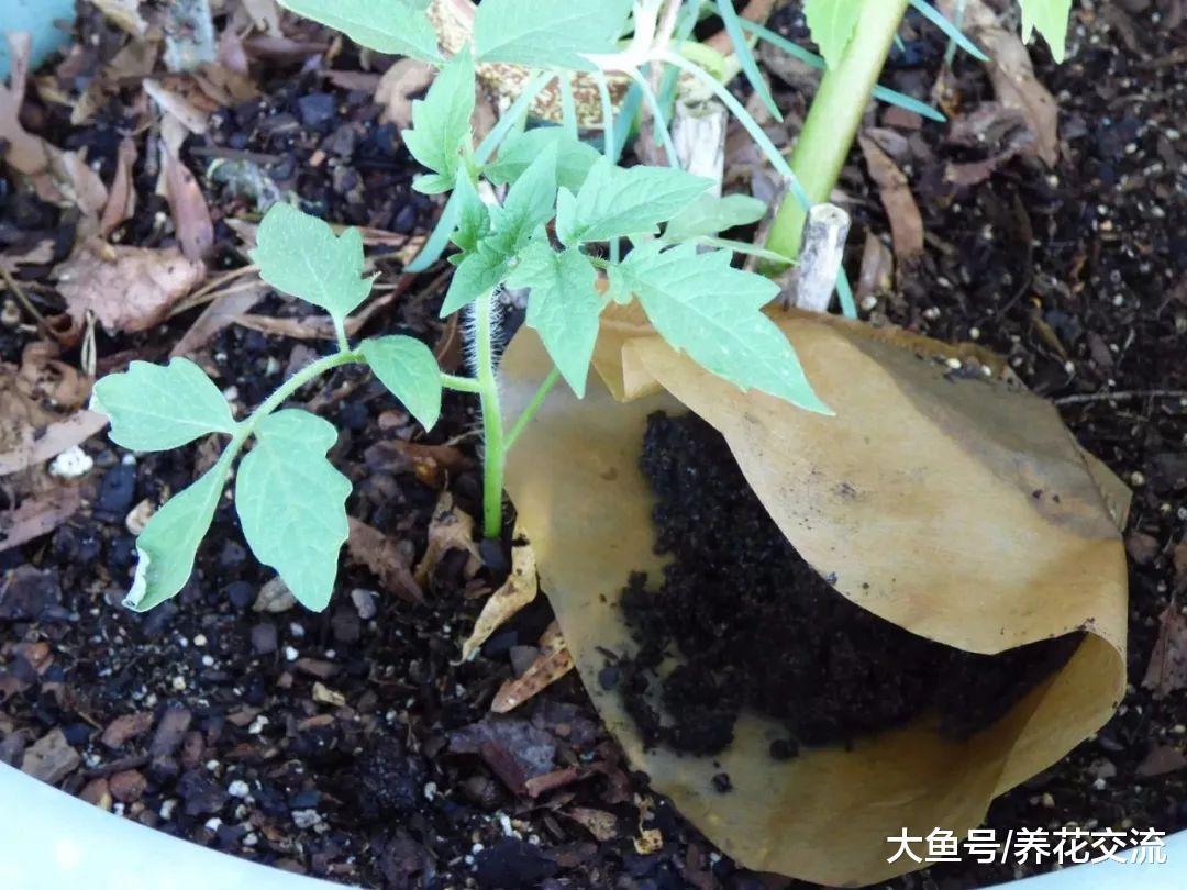 咖啡渣在养花生活中的常见用处, 堆肥和驱虫哪种适合你?