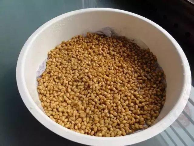 抓1把小麦丢盆里, 10天长成小森林, 榨汁炒菜样样行!